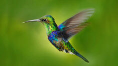 Découvrez la dryade couronnée, avec son plumage de « paillettes » bleu-vert