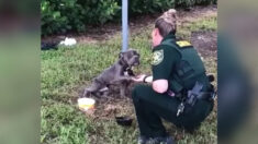 [VIDÉO] Un chien maltraité et abandonné, attaché à un poteau, met sa patte dans la main d’une policière et est adopté par une adjointe