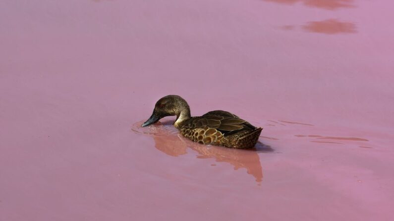 Un canard nage sur un lac devenu rose vif sous l'effet de niveaux de sel très élevés, accentués à cause de la chaleur, résultat d'un phénomène naturel saisissant qui ressemble à un rejet toxique, à Melbourne, le 4 mars 2019. (WILLIAM WEST/AFP via Getty Images)