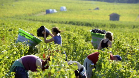 Vendanges en Champagne : un procès en 2025 pour traite d’êtres humains, travail dissimulé…
