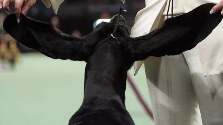 Une chienne bat le record des plus longues oreilles du monde, elles mesurent 34 cm