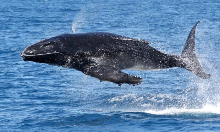 (Avec l'aimable autorisation de Blue Dolphin Marine Tours)