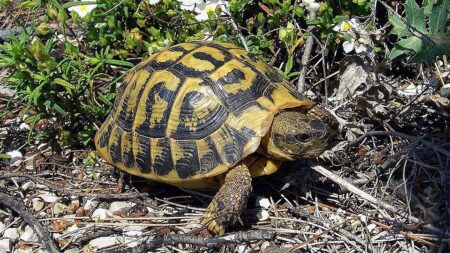 Var : l’accès à la Réserve naturelle de la plaine des Maures est désormais interdit