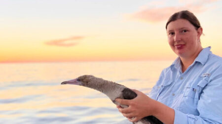Une professionnelle de la finance quitte son emploi pour mener des recherches sur les oiseaux de mer et la pollution marine