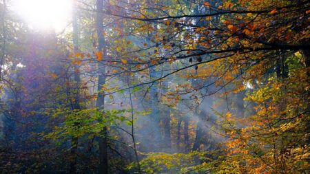 Val-d’Oise : cet hiver, plus de 200.000 arbres seront plantés pour créer une nouvelle forêt