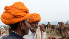 La plus grande foire aux dromadaires de l’Inde rouvre à Pushkar