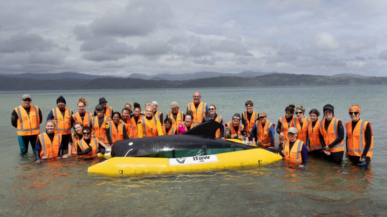 -Un groupe de bénévoles et de formateurs néo-zélandais du projet Jonah pour le sauvetage des baleines assistent à un cours sur la façon de sauver les baleines échouées, à Wellington, le 11 décembre 2021. Photo par Marty MELVILLE / AFP via Getty Images.