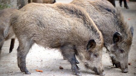 Risque de peste porcine africaine : appel à tuer les sangliers d’une zone frontalière