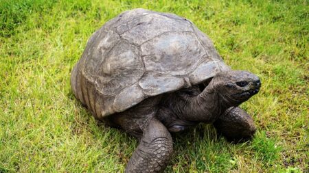 Cette tortue fête ses 190 ans cette année, elle est officiellement le plus vieil animal terrestre au monde