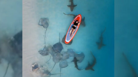 [VIDÉO] Un photographe capture depuis le ciel des raies, des requins et une femme flottant sur l’eau dans un paradis surréaliste aux Maldives