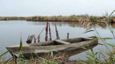 Un entrepreneur relance l’activité traditionnelle de construction de chalands, barques typiques des marais de Brière
