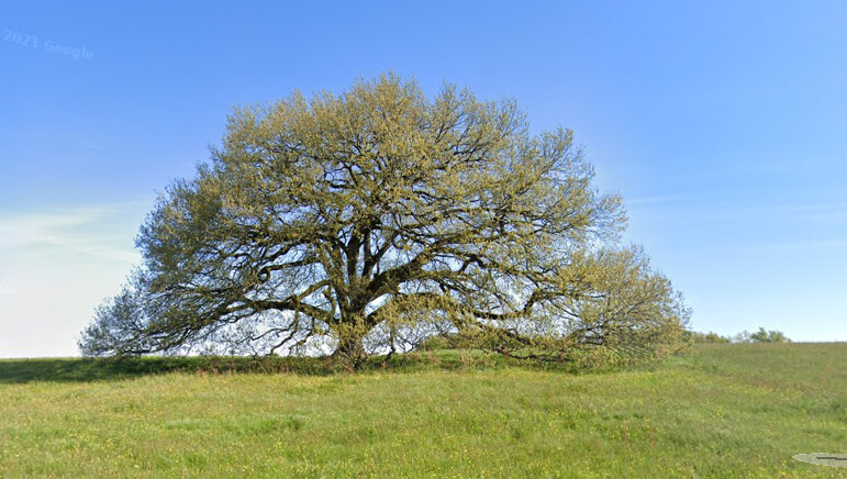 Le chêne de Tombebœuf se trouve en plein champ, à quelques kilomètres du village du même nom dans le Lot-et-Garonne. (Capture d'écran/Google Maps)