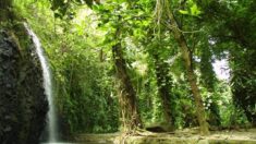 Tahiti : l’eau de la cascade Vaihi purifie les corps et les âmes