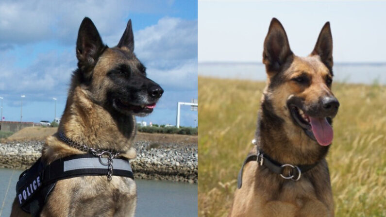 Horra et Rayley sont deux chiens policiers qui ont du flair puisqu'ils ont ont mené à cette énorme saisie d'argent. (Crédit : Police nationale de la Charente-Maritime)