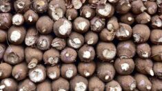 De la cocaïne découverte dans du manioc vendu au supermarché : 1,6 kg de drogue saisi