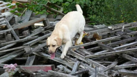 Haute-Saône : la Protection civile rend hommage à Fidji, qui était « un labrador extraordinaire »