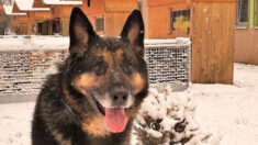 Rex, le chien maltraité sauvé par la SPA de Strasbourg, est mort trois mois après son adoption