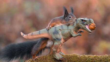 Un photographe capture d’adorables écureuils jouant avec un dinosaure en plastique