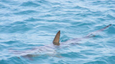 Panique sur les plages de Sitges près de Barcelone: un requin à moins de 100 mètres de la côte force l’interdiction de baignade