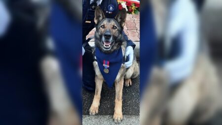 Jedï, la chienne gendarme qui a retrouvé 33 disparus en 5 ans est décédée