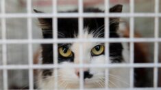 Lorraine: huit chats enfermés dans des conditions misérables, leur propriétaire voulait ouvrir un bar à chats