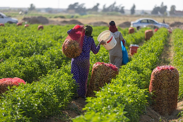 -La récolte de poivrons, à el-Fashn, les petits exploitants agricoles égyptiens, sont à court d'argent et endettés, vendant leurs récoltes à perte, le 13 juin 2022. Photo de Khaled DESOUKI / AFP via Getty Images.