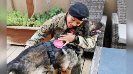 Un chien militaire à la retraite retrouve un foyer chaleureux avec son ancien maître après un incident presque fatal