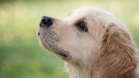 Les refuges pour animaux saturés, 30 Millions d’amis verse plus d’un million d’euros