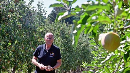 Dans les vergers français, des arbres fruitiers à l’épreuve de la sécheresse