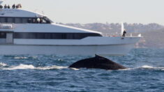 La Réunion: une sortie chez les baleines redonne le sourire aux anciens de l’association « Gramounes isolés »