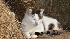 5 ans après sa disparition, une chatte est retrouvée dans les Côtes-d’Armor