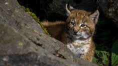 Le bébé lynx découvert dans le Jura par un randonneur est mort