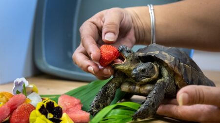 Janus, la plus vieille tortue à deux têtes, a fêté ses 25 ans