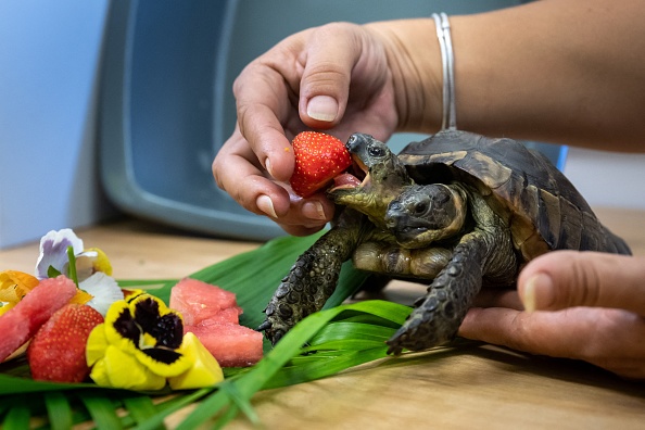 Janus, la tortue grecque bicéphale du Muséum d'histoire naturelle de Genève, savoure un repas spécial pour son 25e anniversaire, atteignant ainsi le record de la plus longue durée de vie connue d'une tortue bicéphale.(Photo : FABRICE COFFRINI/AFP via Getty Images)