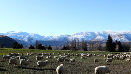 Ariège: environ 170 brebis se jettent dans le vide, l’ours mis en cause