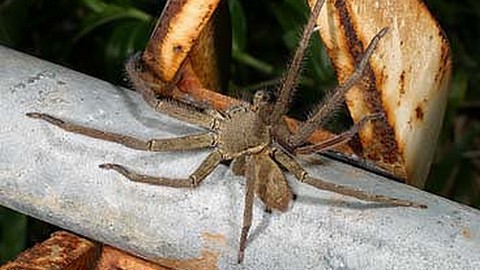La Heteropoda venatoria, ou Babouk, est une araignée exotique souvent confondue avec l'araignée-banane des Antilles. (Photo de Akio Tanikawa — http://spider.fun.cx/okinawa/List.htm, CC BY-SA 2.5, https://commons.wikimedia.org/w/index.php?curid=3501023)