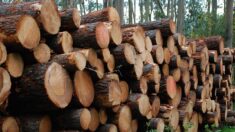 Attention aux arnaques au bois de chauffage via des offres en ligne alléchantes