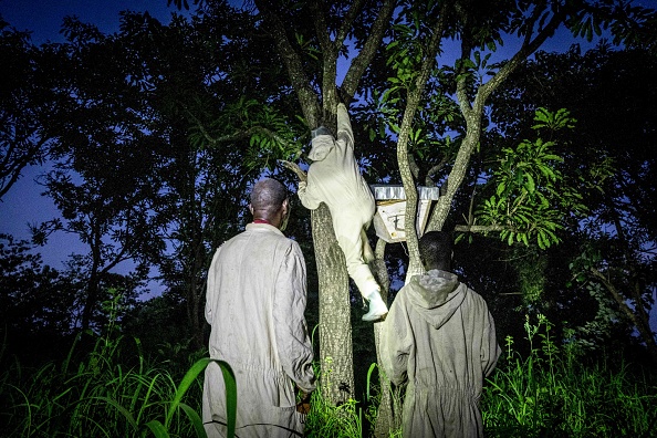 Philippe Modompte, récolte son miel la nuit quand les abeilles sont moins agressives, avec l'aide de ses fils, le 30 juillet 2022. Photo par Barbara DEBOUT / AFP via Getty Images.