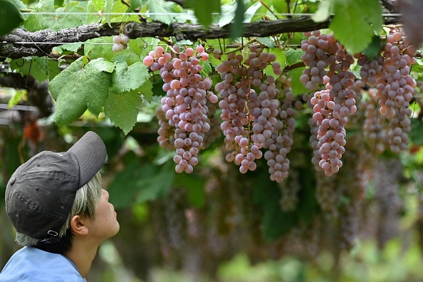 Un ouvrier regarde des raisins de Koshu pendant la récolte dans un petit vignoble de la ville de Koshu, préfecture de Yamanashi, berceau de la viticulture au Japon, le 9 septembre 2022  Photo RICHARD A. BROOKS/AFP via Getty Images.