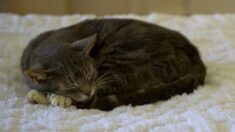 Une chatte censée avoir été euthanasiée, retrouvée vivante par sa propriétaire dans le Var