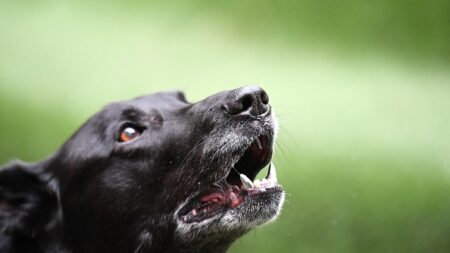 Oise: un quinquagénaire retrouvé mort chez lui, son chien veillait sur sa dépouille depuis dix jours