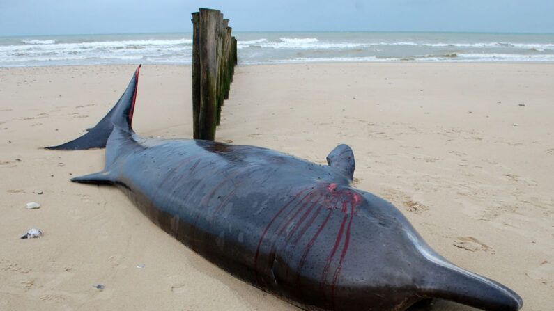 Une baleine à bec blessée échouée sur une plage de Sangatte, dans le nord de la France le 7 novembre 2022. (Photo: BERNARD BARRON/AFP via Getty Images)