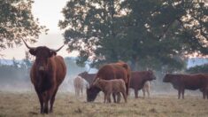 Ovalie, une vache de race Salers, égérie du prochain Salon de l’agriculture