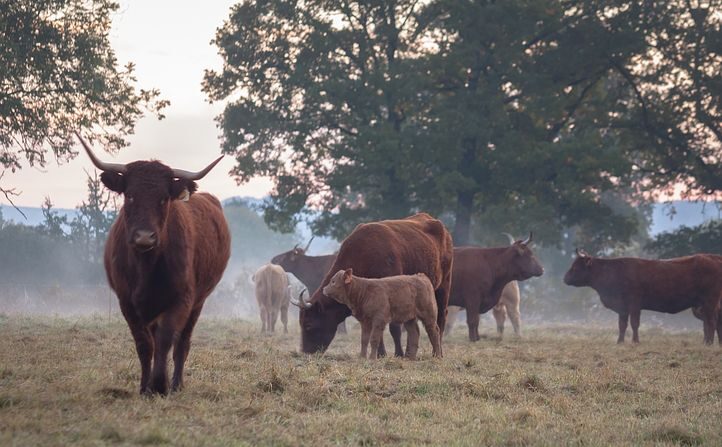 Principalement élevée dans le Massif central, la Salers représente 220.000 vaches sur un cheptel français d'environ 18 millions de têtes. (Pixabay)