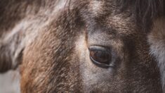 Dans le Jura, un poney retrouvé mort et mutilé
