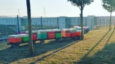 Marne : deux distributeurs de miel installés en gare, à la descente du TGV et du TER