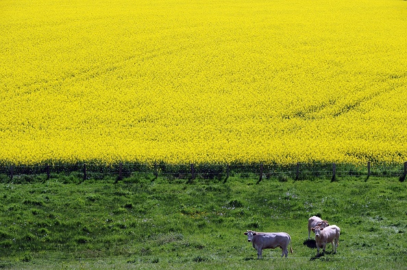 (Photo : REMY GABALDA/AFP FILES/AFP via Getty Images)