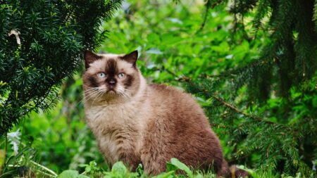 Insolite: un chat retrouve sa maîtresse 8 ans après avoir disparu