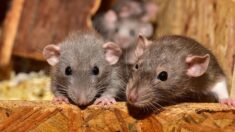 Les rats ont-ils l’oreille musicale ?