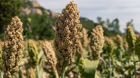 Céréales : face à la sécheresse, l’alternative du sorgho